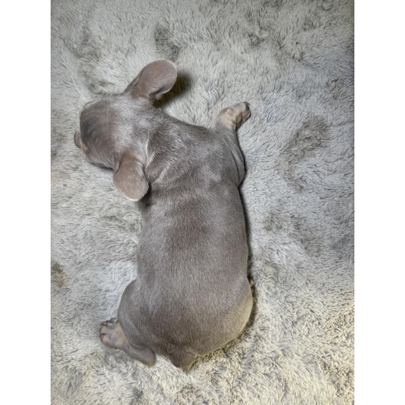 販売中の奈良県のフレンチブルドッグ-445039の3枚目