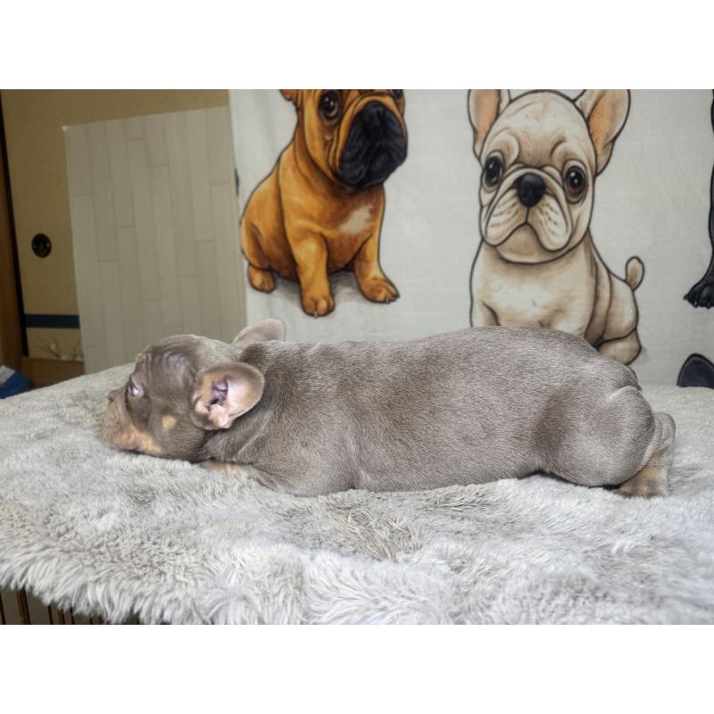 販売中の奈良県のフレンチブルドッグ-445039の2枚目