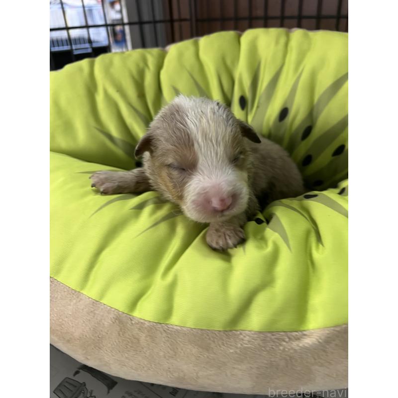 販売中の福岡県のボーダーコリー-445034の6枚目