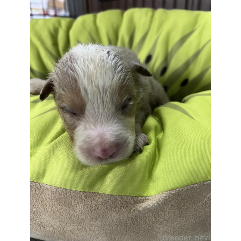 販売中の福岡県のボーダーコリー-445034の5枚目