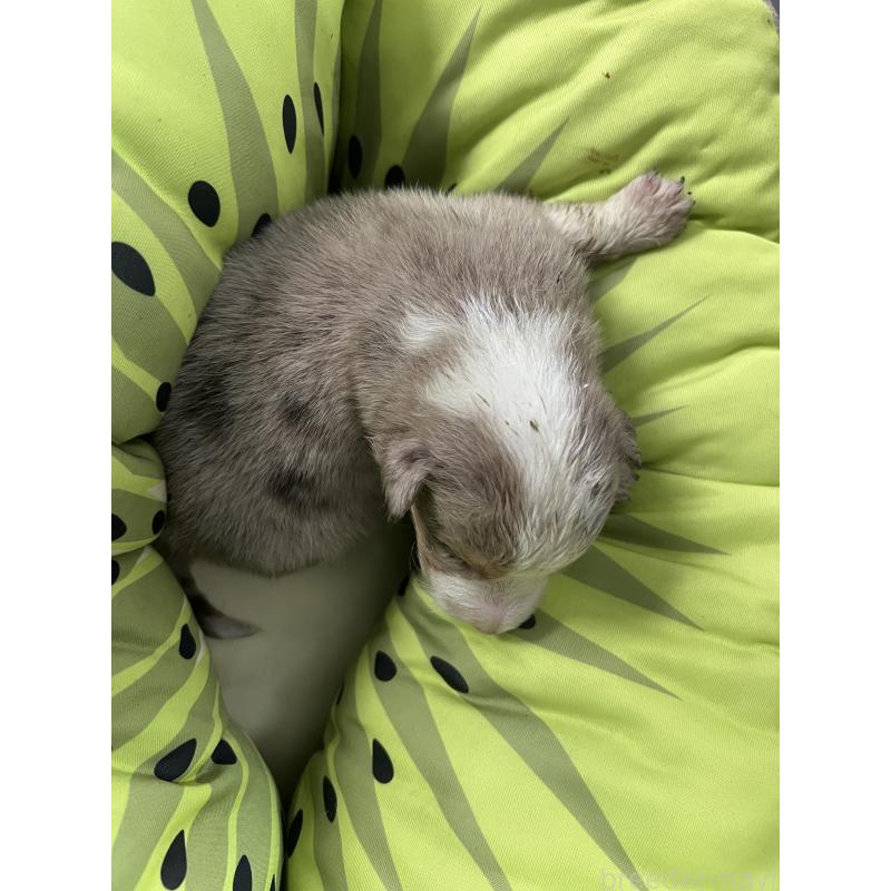 販売中の福岡県のボーダーコリー-445034の4枚目