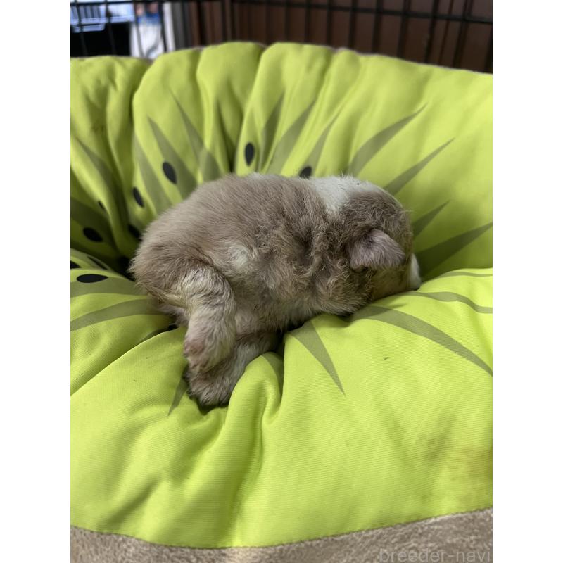 販売中の福岡県のボーダーコリー-445034の3枚目