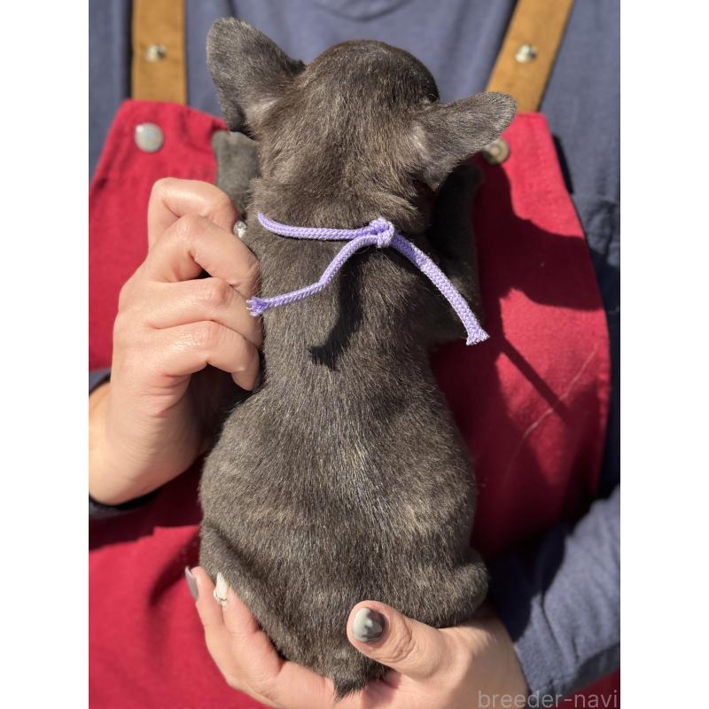 成約済の徳島県のフレンチブルドッグ-440559の2枚目