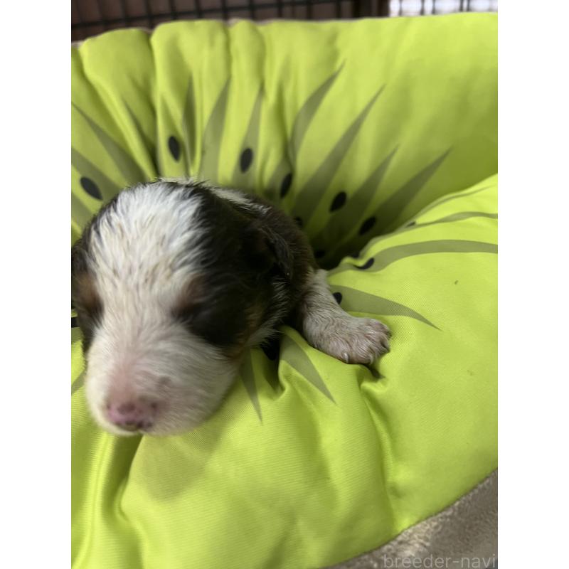 販売中の福岡県のボーダーコリー-445035