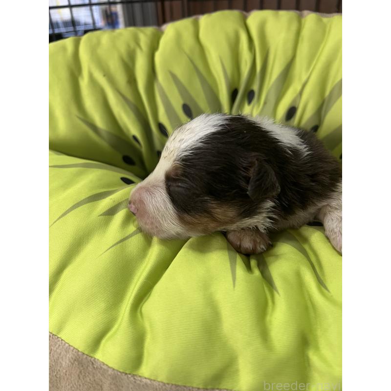 販売中の福岡県のボーダーコリー-445035の4枚目