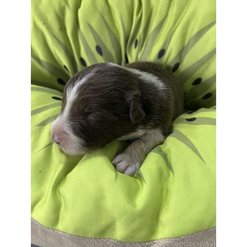 販売中の福岡県のボーダーコリー-445036