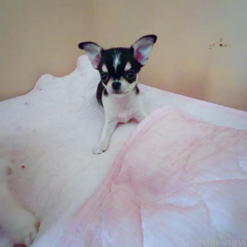 販売中の香川県のチワワ(スムースコート)-437432の4枚目