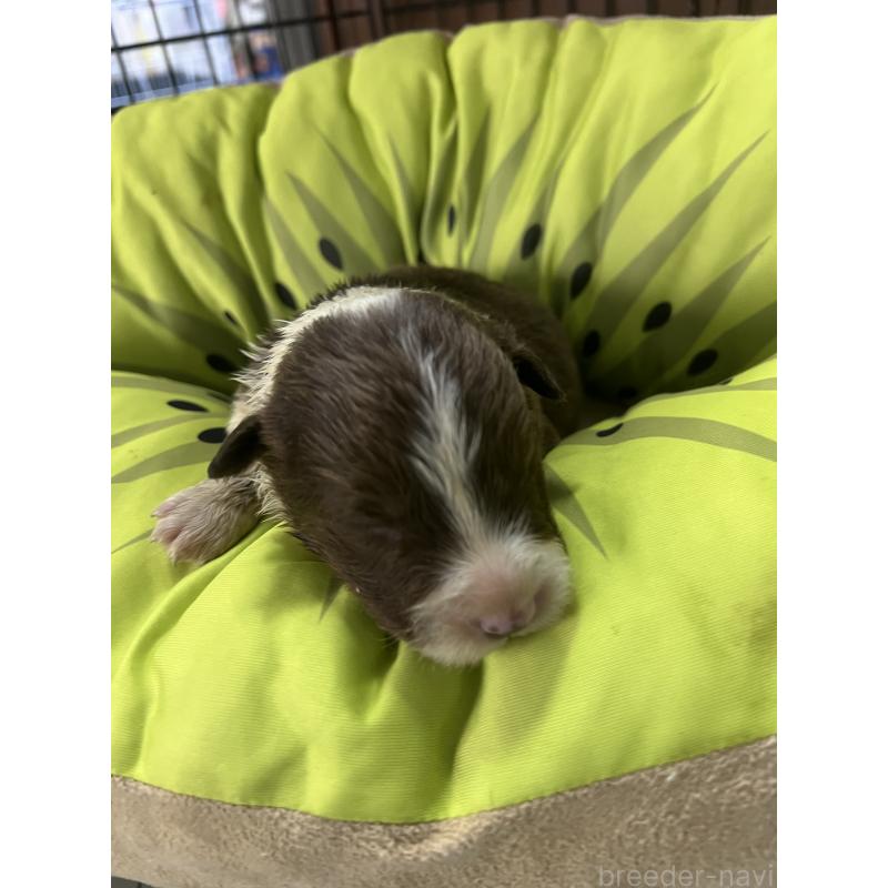 販売中の福岡県のボーダーコリー-445036の3枚目