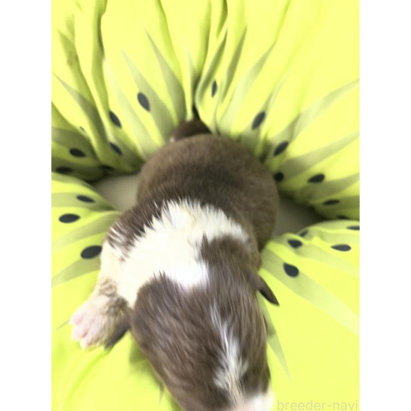 販売中の福岡県のボーダーコリー-445036の2枚目