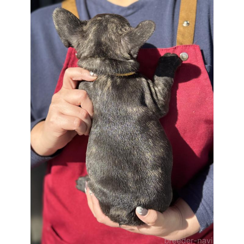 成約済の徳島県のフレンチブルドッグ-440555の2枚目