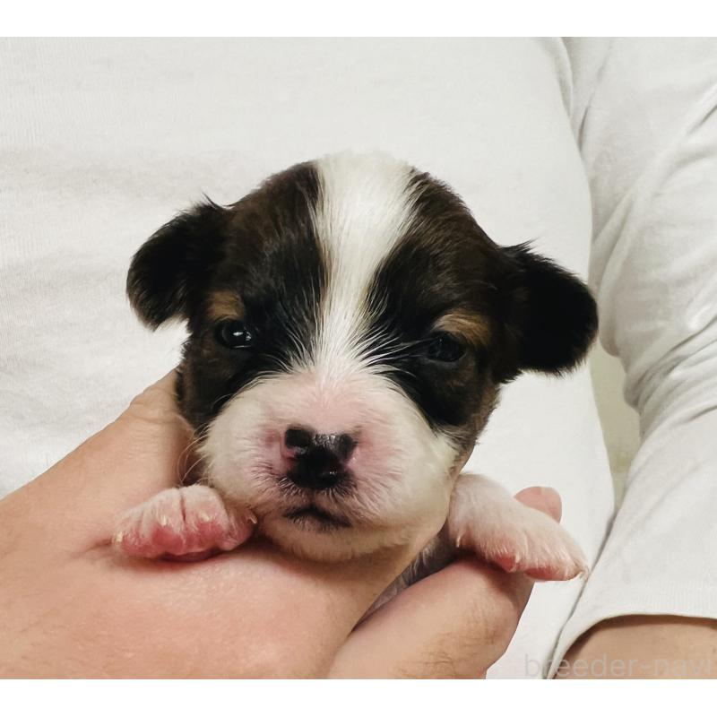 販売中の埼玉県のパピヨン-445037の9枚目