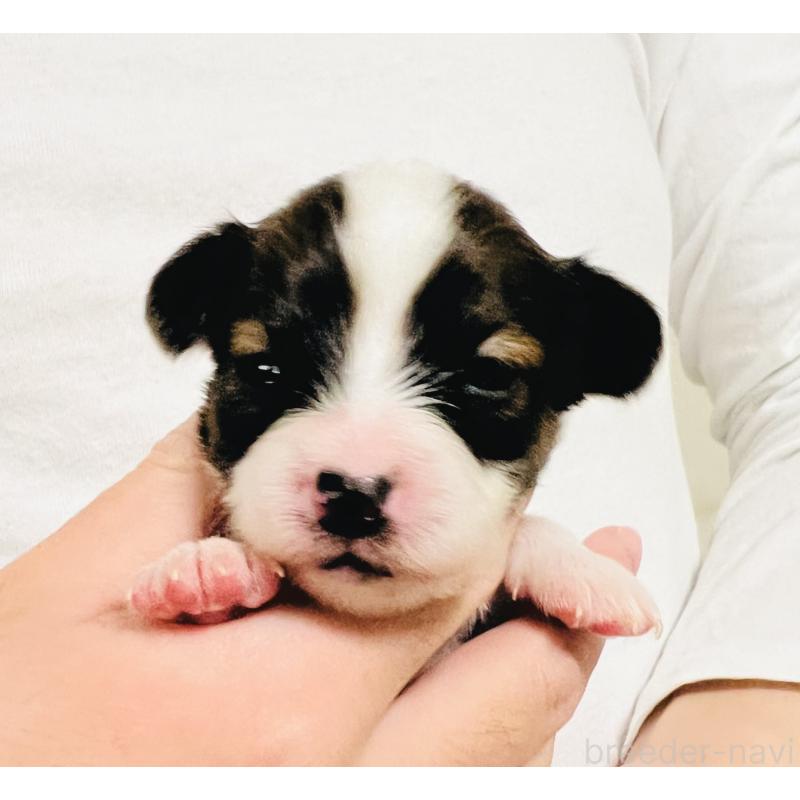 販売中の埼玉県のパピヨン-445037の8枚目