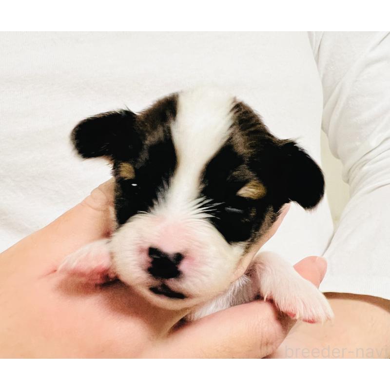 販売中の埼玉県のパピヨン-445037の7枚目