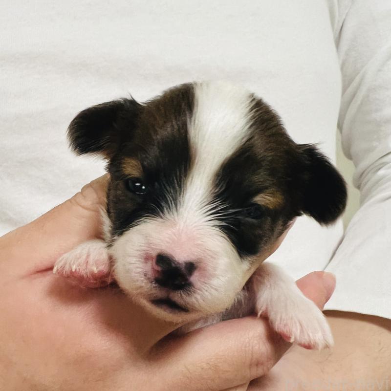 販売中の埼玉県のパピヨン-445037の6枚目