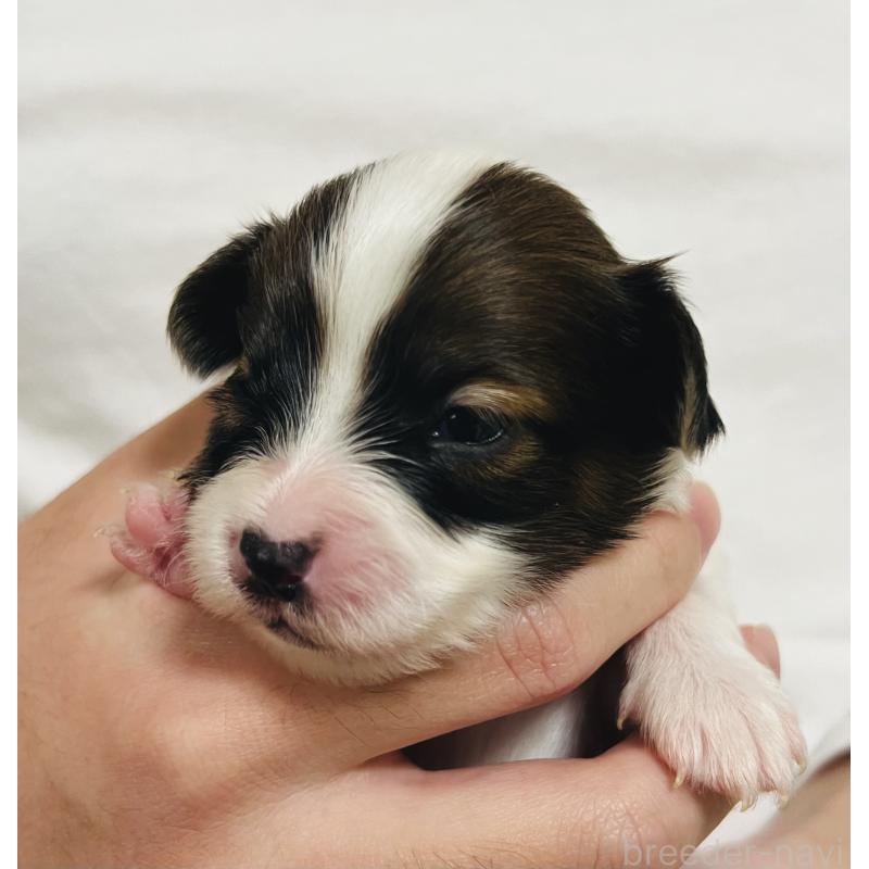 販売中の埼玉県のパピヨン-445037の5枚目