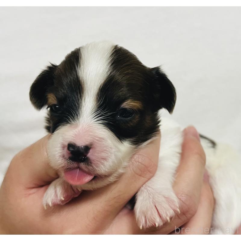 販売中の埼玉県のパピヨン-445037の4枚目