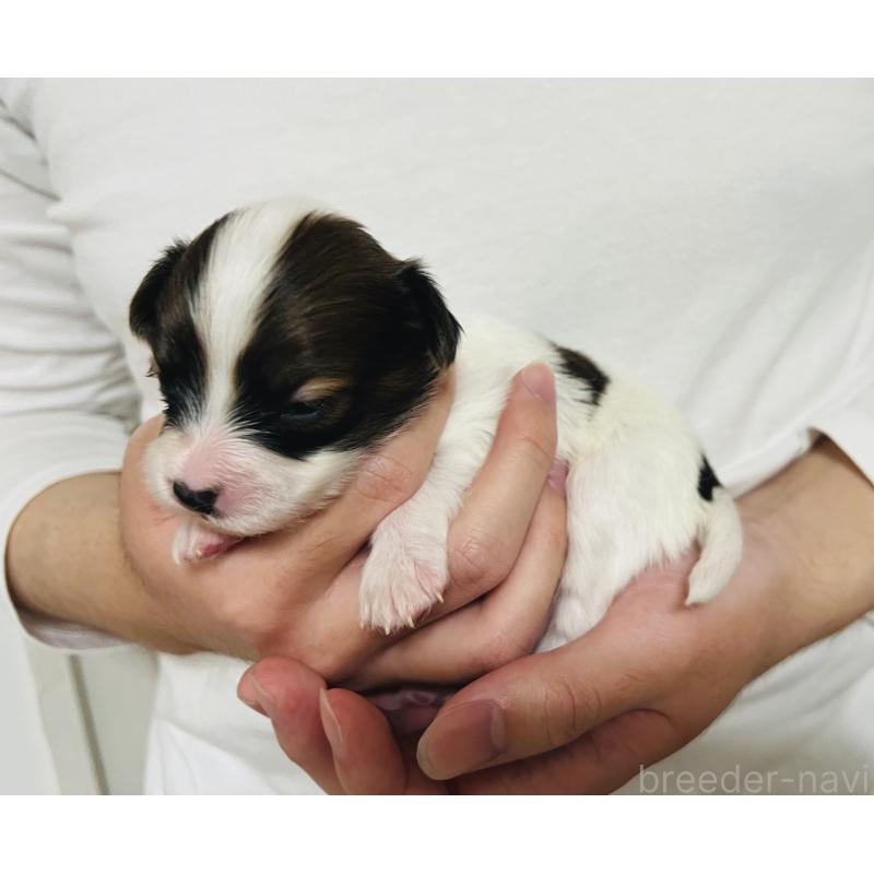 販売中の埼玉県のパピヨン-445037の3枚目