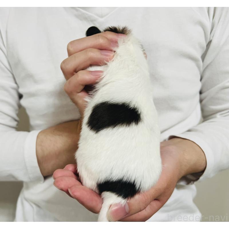 販売中の埼玉県のパピヨン-445037の2枚目