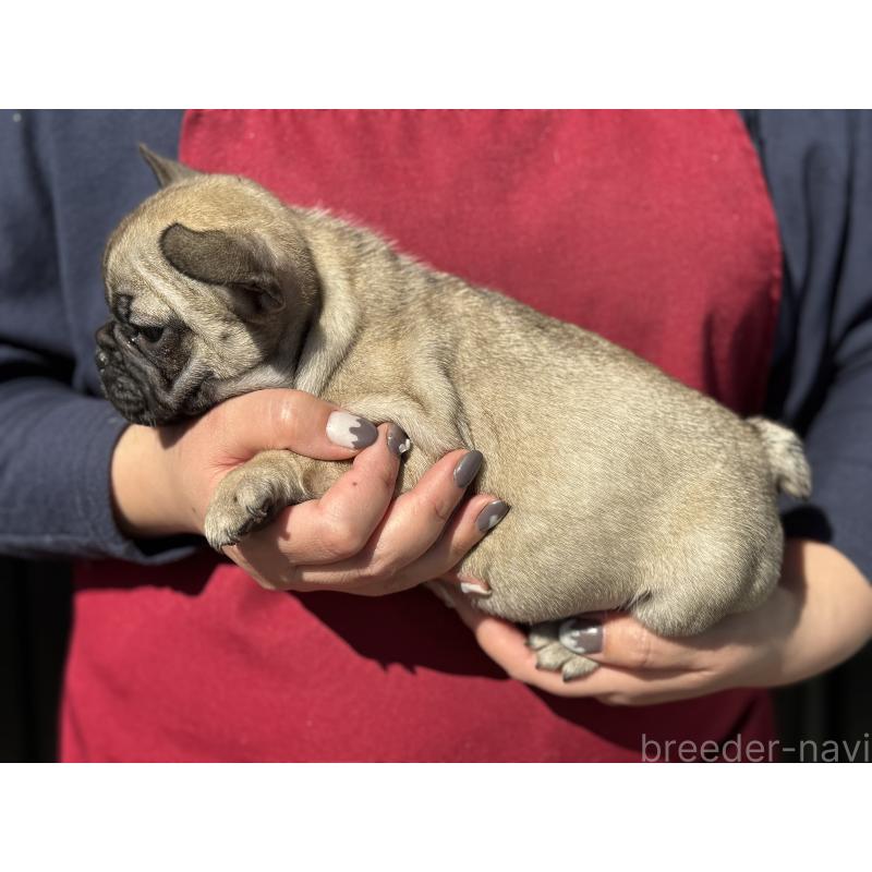 成約済の徳島県のフレンチブルドッグ-440563の3枚目