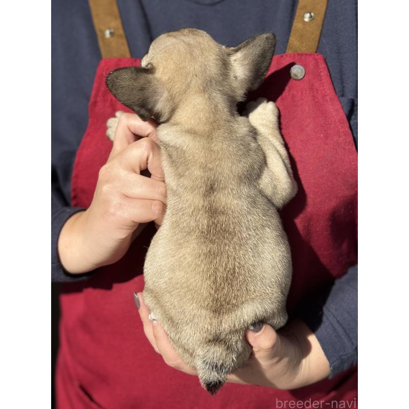 成約済の徳島県のフレンチブルドッグ-440563の2枚目