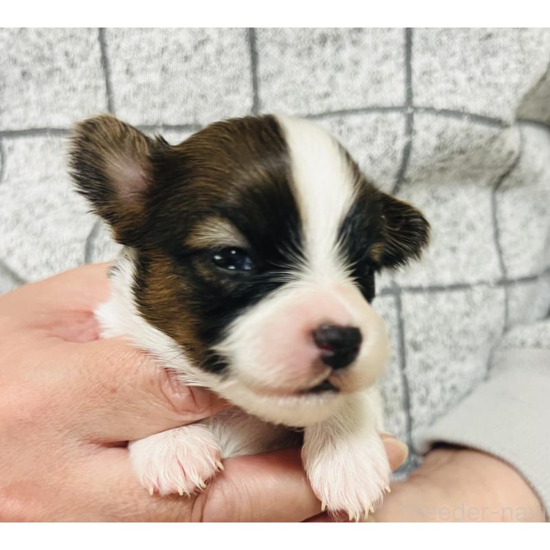 販売中の埼玉県のパピヨン-445038の6枚目