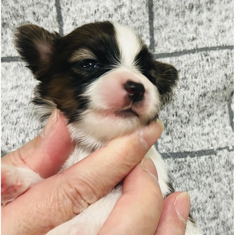 販売中の埼玉県のパピヨン-445038の5枚目