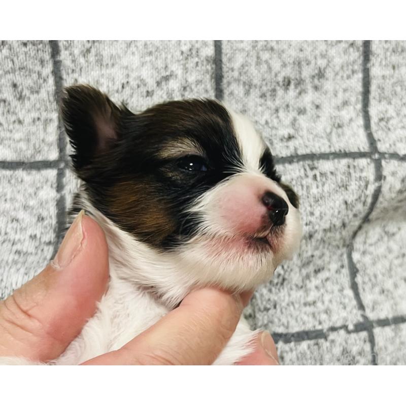 販売中の埼玉県のパピヨン-445038の4枚目