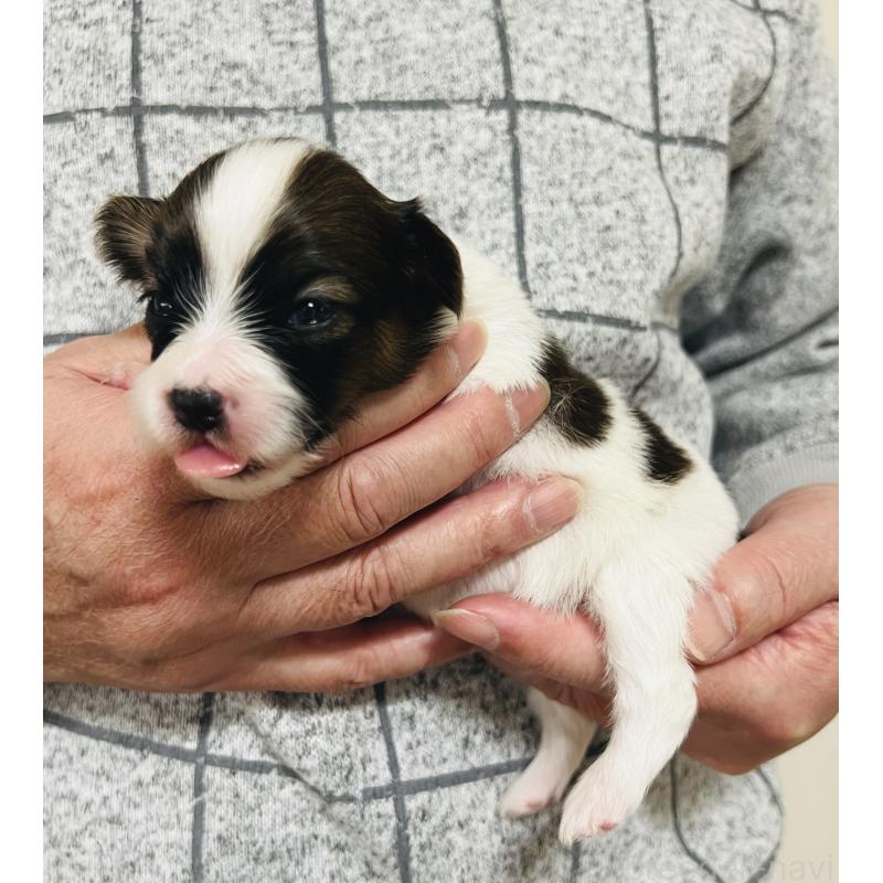 販売中の埼玉県のパピヨン-445038の3枚目