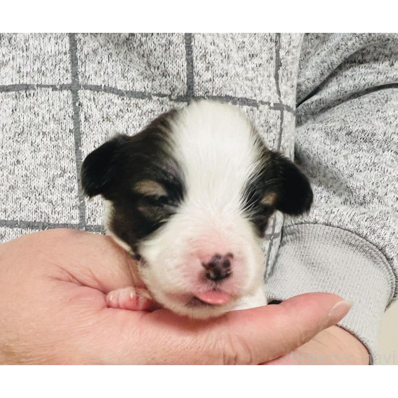 販売中の埼玉県のパピヨン-445040の4枚目