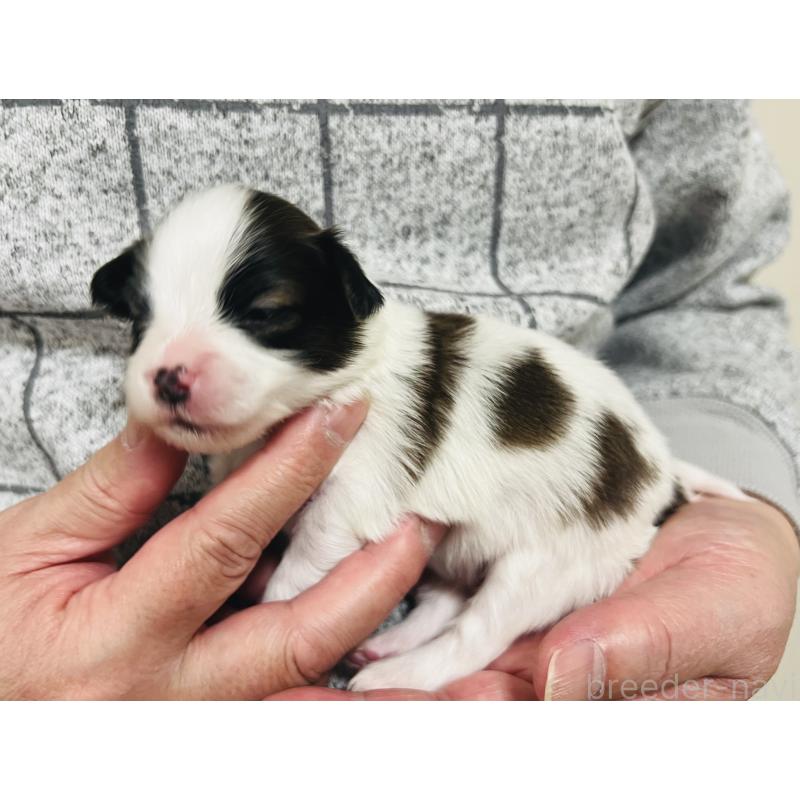 販売中の埼玉県のパピヨン-445040の3枚目