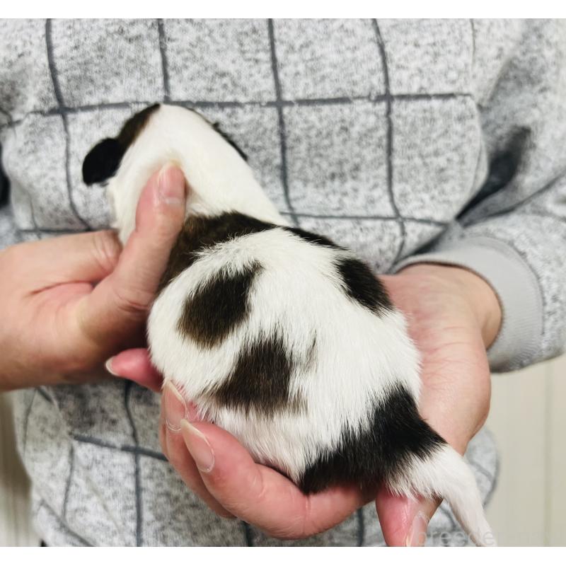 販売中の埼玉県のパピヨン-445040の2枚目