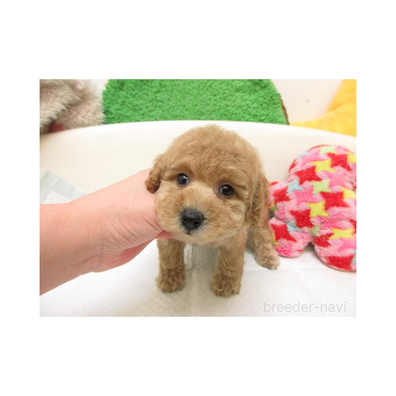 販売中の大阪府のトイプードル-445041の2枚目