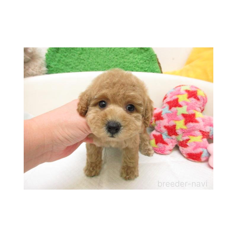 販売中の大阪府のトイプードル-445041