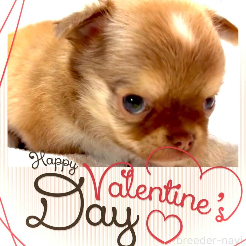 販売中の大阪府のチワワ(ロングコート)-445042の1枚目