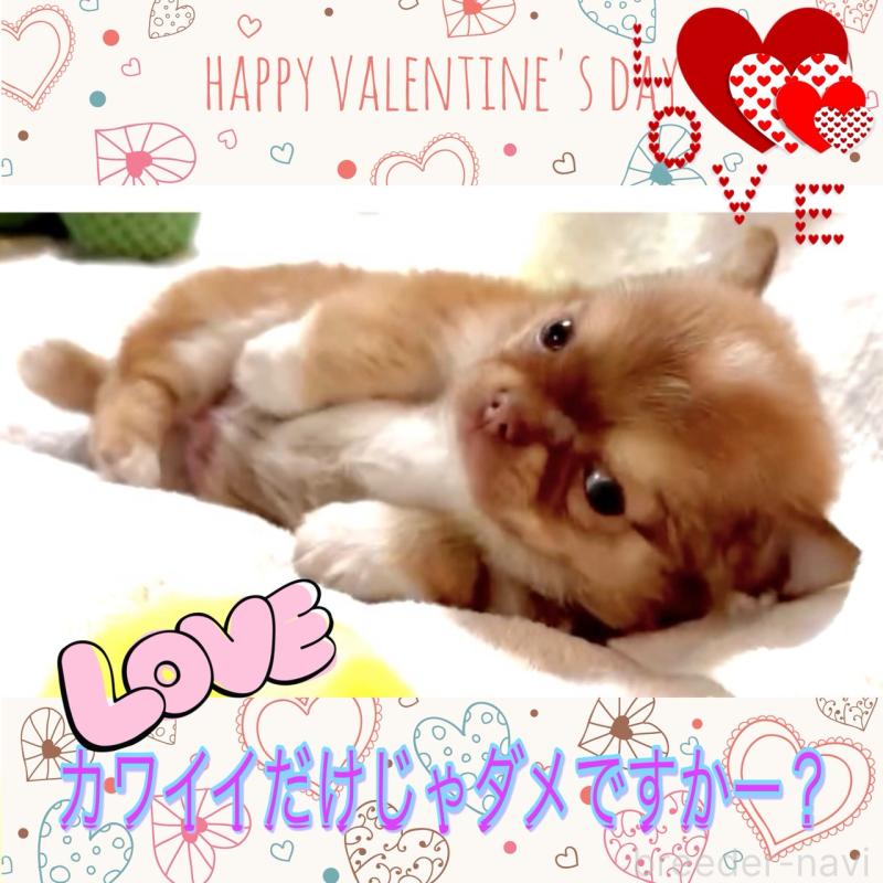 販売中の大阪府のチワワ(ロングコート)-445042の13枚目