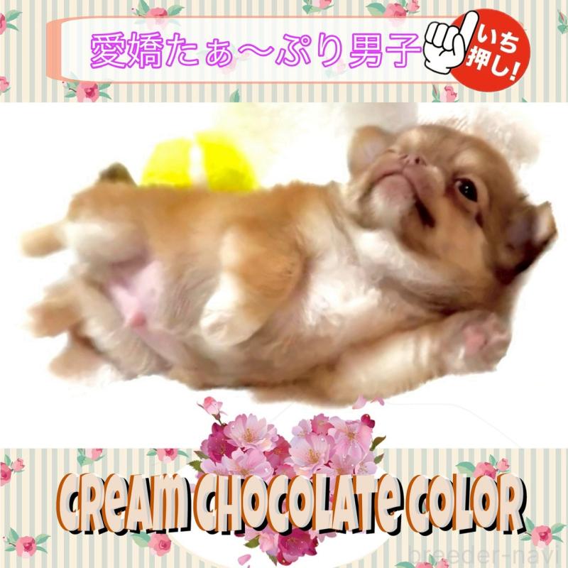 販売中の大阪府のチワワ(ロングコート)-445042の12枚目