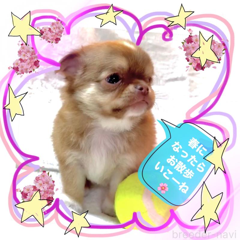 販売中の大阪府のチワワ(ロングコート)-445042の11枚目