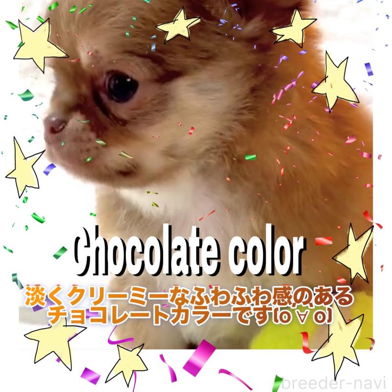 販売中の大阪府のチワワ(ロングコート)-445042の10枚目