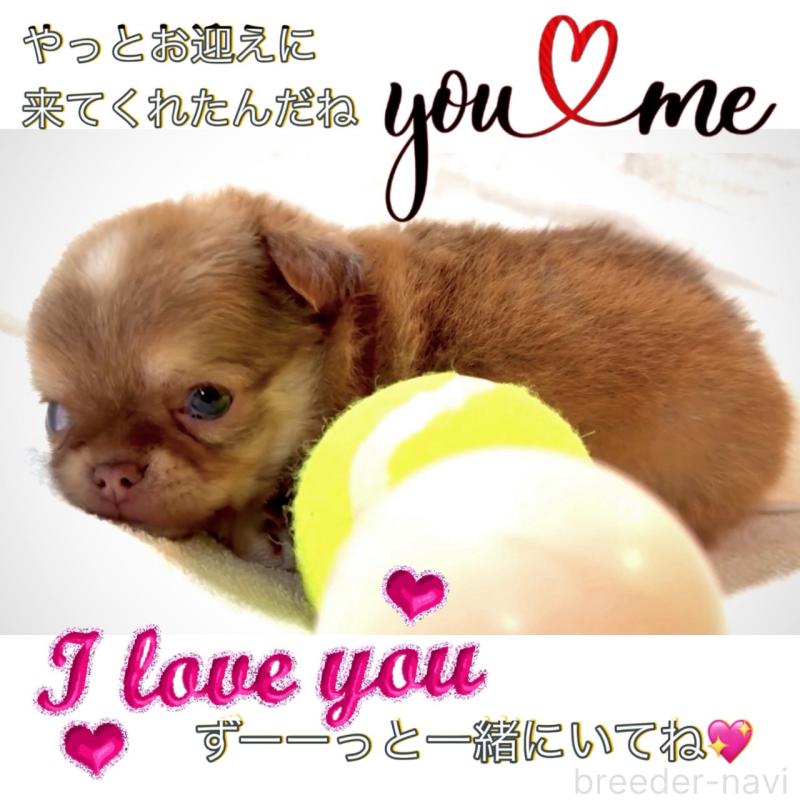 販売中の大阪府のチワワ(ロングコート)-445042の9枚目