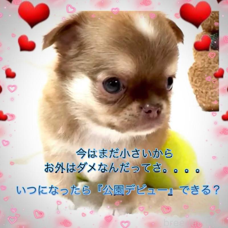 販売中の大阪府のチワワ(ロングコート)-445042の7枚目