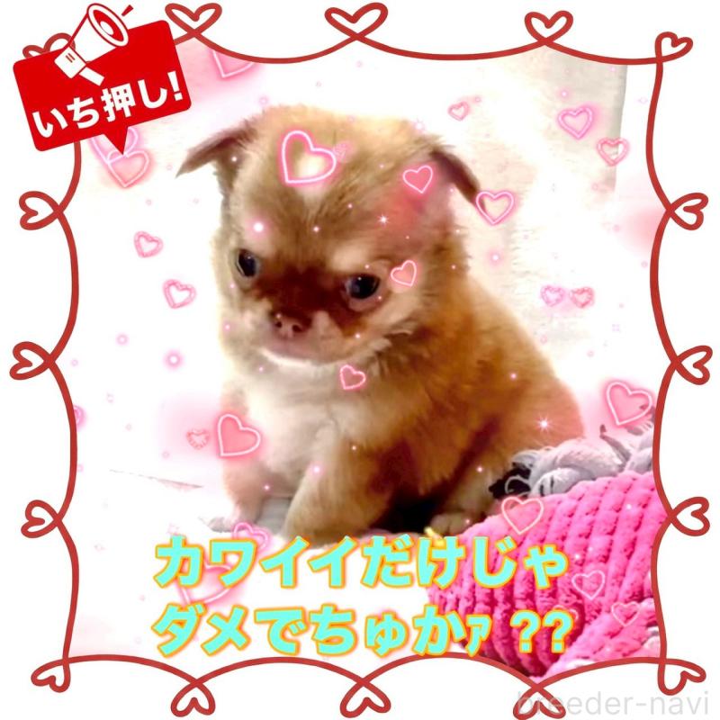 販売中の大阪府のチワワ(ロングコート)-445042の6枚目