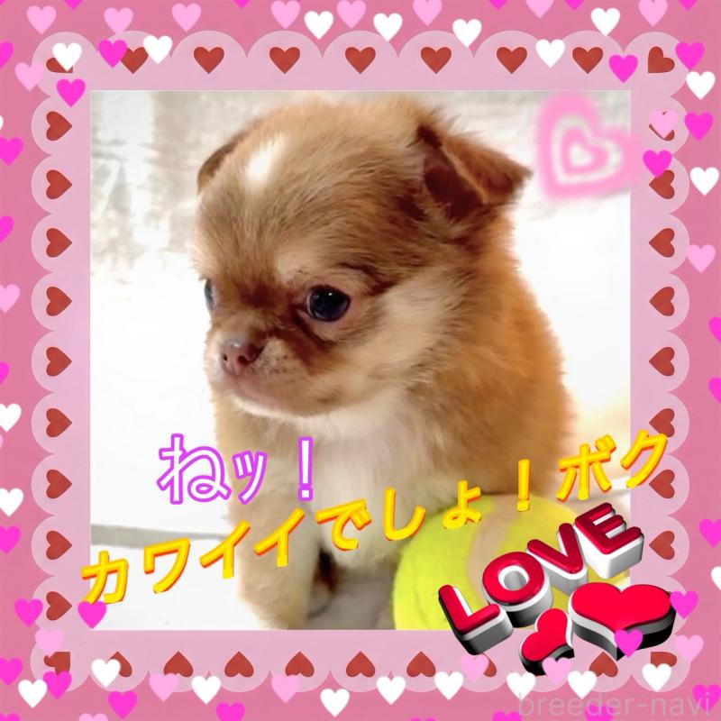 販売中の大阪府のチワワ(ロングコート)-445042の5枚目