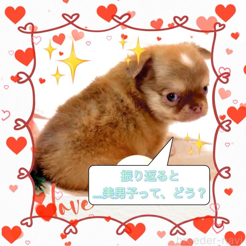 販売中の大阪府のチワワ(ロングコート)-445042の4枚目