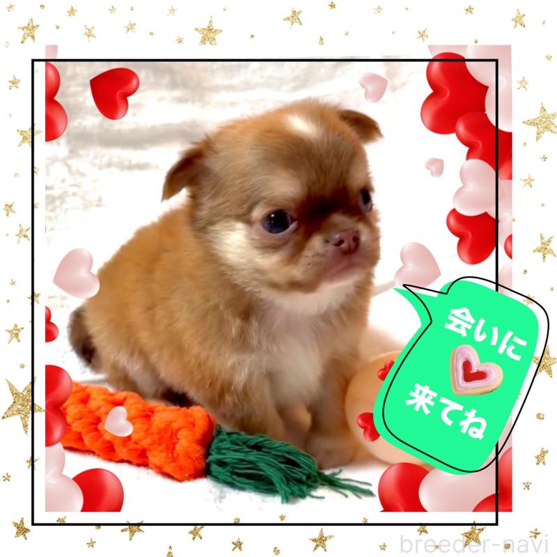 販売中の大阪府のチワワ(ロングコート)-445042の3枚目