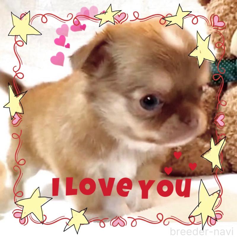 販売中の大阪府のチワワ(ロングコート)-445042の2枚目