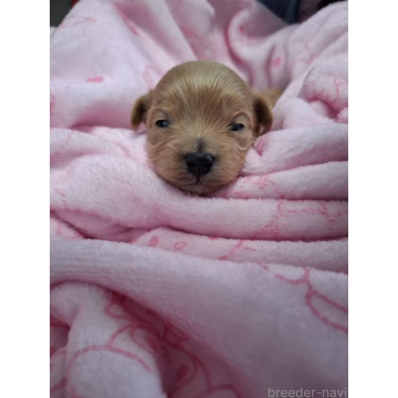 販売中の群馬県のマルプー:マルチーズ×トイプードル-445043の3枚目