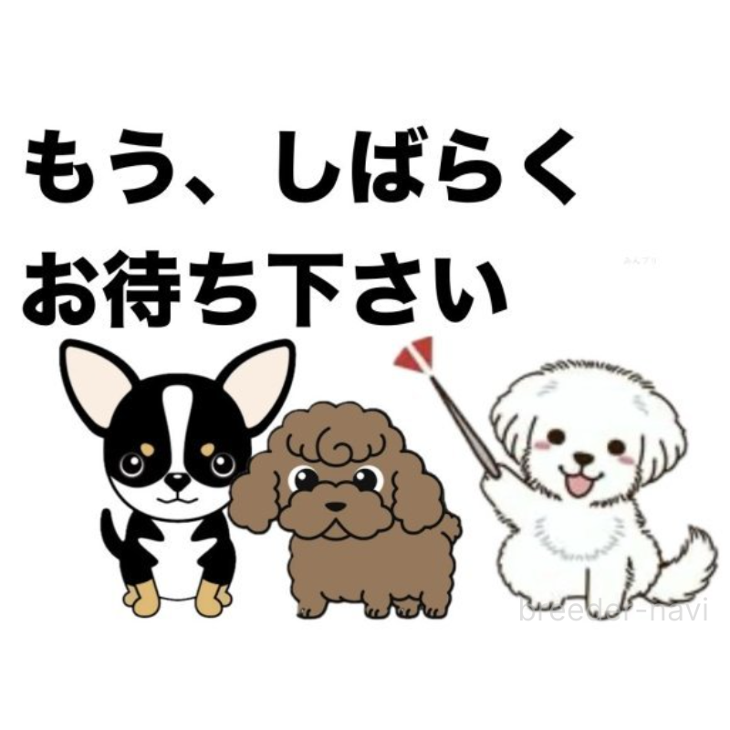 ウララちゃん1枚目