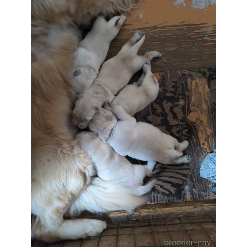 販売中の北海道のゴールデンレトリーバー-443819