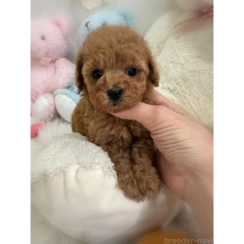 販売中の香川県のトイプードル-445242の5枚目