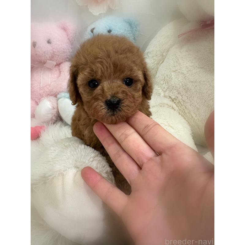 販売中の香川県のトイプードル-445242の4枚目